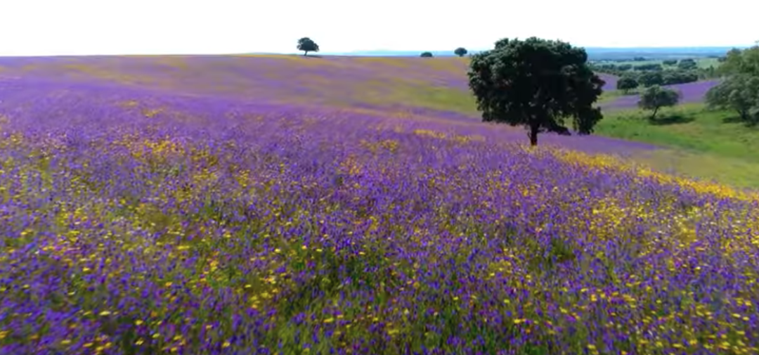 Extremadura: A Natural Paradise in Europe